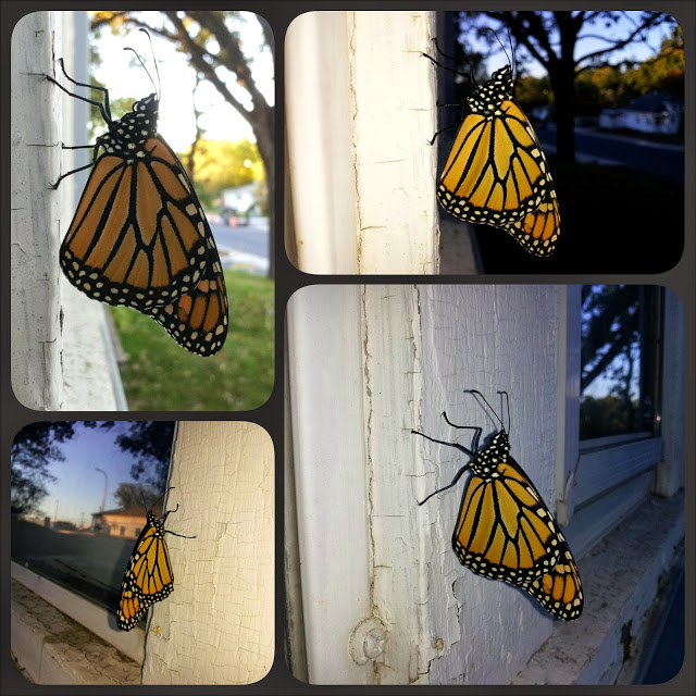 #WW Wordless Wednesday Linky Blog Hop: Flightless Butterfly