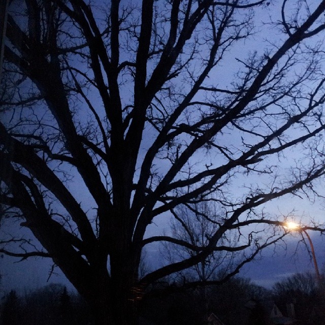 Scenic night view of oak tree against night sky in Detroit Lakes Minnesota 