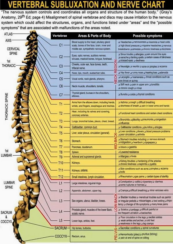 Infographic Vertebral Subluxation and Nerve Chart  